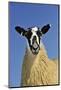 Domestic Sheep, mule gimmer lamb, close-up of head and chest, ready for sale-Wayne Hutchinson-Mounted Photographic Print