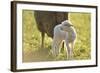 Domestic Sheep, Ovis Orientalis Aries, Lamb, Meadow, Side View, Standing-David & Micha Sheldon-Framed Photographic Print