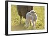 Domestic Sheep, Ovis Orientalis Aries, Lamb, Meadow, Side View, Standing-David & Micha Sheldon-Framed Photographic Print