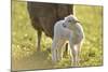 Domestic Sheep, Ovis Orientalis Aries, Lamb, Meadow, Side View, Standing-David & Micha Sheldon-Mounted Photographic Print