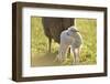 Domestic Sheep, Ovis Orientalis Aries, Lamb, Meadow, Side View, Standing-David & Micha Sheldon-Framed Photographic Print