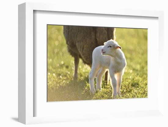 Domestic Sheep, Ovis Orientalis Aries, Lamb, Meadow, Side View, Standing-David & Micha Sheldon-Framed Photographic Print