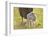 Domestic Sheep, Ovis Orientalis Aries, Lamb, Meadow, Side View, Standing-David & Micha Sheldon-Framed Photographic Print