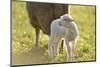 Domestic Sheep, Ovis Orientalis Aries, Lamb, Meadow, Side View, Standing-David & Micha Sheldon-Mounted Photographic Print