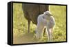 Domestic Sheep, Ovis Orientalis Aries, Lamb, Meadow, Side View, Standing-David & Micha Sheldon-Framed Stretched Canvas