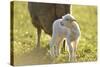 Domestic Sheep, Ovis Orientalis Aries, Lamb, Meadow, Side View, Standing-David & Micha Sheldon-Stretched Canvas