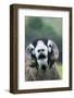 Domestic Sheep, Swaledale ram, close-up of head, with mouth open and trimmed horns-Wayne Hutchinson-Framed Photographic Print