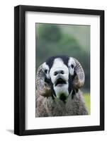 Domestic Sheep, Swaledale ram, close-up of head, with mouth open and trimmed horns-Wayne Hutchinson-Framed Photographic Print