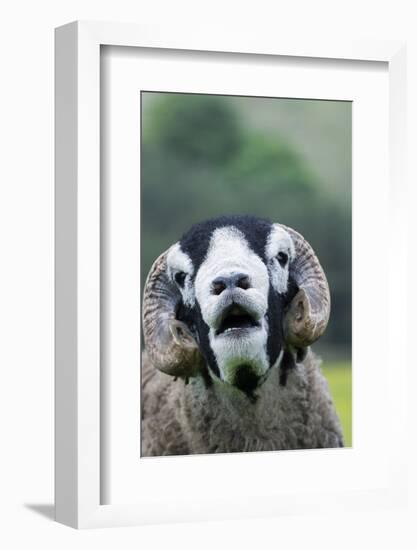 Domestic Sheep, Swaledale ram, close-up of head, with mouth open and trimmed horns-Wayne Hutchinson-Framed Photographic Print