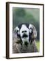 Domestic Sheep, Swaledale ram, close-up of head, with mouth open and trimmed horns-Wayne Hutchinson-Framed Photographic Print