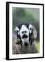 Domestic Sheep, Swaledale ram, close-up of head, with mouth open and trimmed horns-Wayne Hutchinson-Framed Photographic Print
