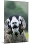 Domestic Sheep, Swaledale ram, close-up of head, with mouth open and trimmed horns-Wayne Hutchinson-Mounted Photographic Print