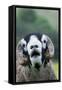 Domestic Sheep, Swaledale ram, close-up of head, with mouth open and trimmed horns-Wayne Hutchinson-Framed Stretched Canvas