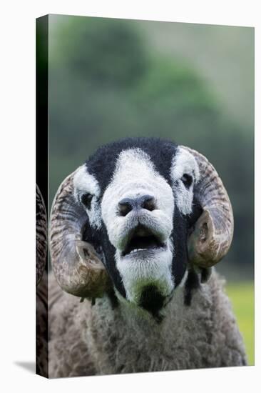 Domestic Sheep, Swaledale ram, close-up of head, with mouth open and trimmed horns-Wayne Hutchinson-Stretched Canvas
