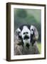 Domestic Sheep, Swaledale ram, close-up of head, with mouth open and trimmed horns-Wayne Hutchinson-Framed Photographic Print