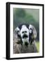 Domestic Sheep, Swaledale ram, close-up of head, with mouth open and trimmed horns-Wayne Hutchinson-Framed Photographic Print