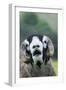 Domestic Sheep, Swaledale ram, close-up of head, with mouth open and trimmed horns-Wayne Hutchinson-Framed Photographic Print