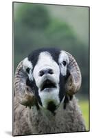 Domestic Sheep, Swaledale ram, close-up of head, with mouth open and trimmed horns-Wayne Hutchinson-Mounted Photographic Print