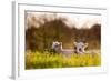 Domestic Sheep, two lambs, resting on pasture in morning sunshine, Northam-Andrew Wheatley-Framed Photographic Print