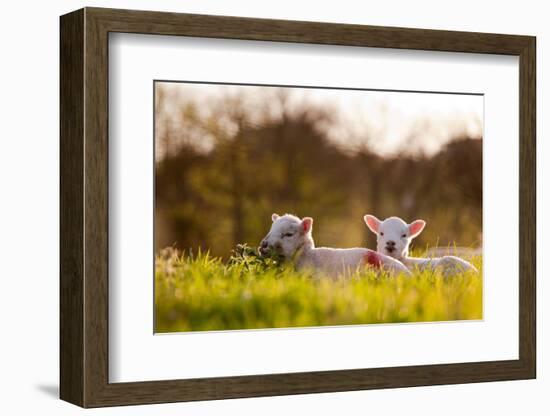 Domestic Sheep, two lambs, resting on pasture in morning sunshine, Northam-Andrew Wheatley-Framed Photographic Print