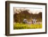 Domestic Sheep, two lambs, resting on pasture in morning sunshine, Northam-Andrew Wheatley-Framed Photographic Print