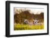 Domestic Sheep, two lambs, resting on pasture in morning sunshine, Northam-Andrew Wheatley-Framed Photographic Print