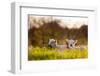 Domestic Sheep, two lambs, resting on pasture in morning sunshine, Northam-Andrew Wheatley-Framed Photographic Print