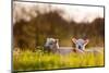 Domestic Sheep, two lambs, resting on pasture in morning sunshine, Northam-Andrew Wheatley-Mounted Photographic Print