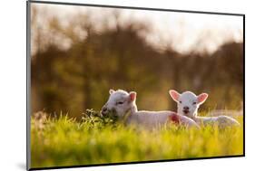 Domestic Sheep, two lambs, resting on pasture in morning sunshine, Northam-Andrew Wheatley-Mounted Photographic Print