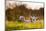 Domestic Sheep, two lambs, resting on pasture in morning sunshine, Northam-Andrew Wheatley-Mounted Photographic Print