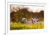 Domestic Sheep, two lambs, resting on pasture in morning sunshine, Northam-Andrew Wheatley-Framed Photographic Print