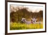 Domestic Sheep, two lambs, resting on pasture in morning sunshine, Northam-Andrew Wheatley-Framed Photographic Print