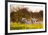 Domestic Sheep, two lambs, resting on pasture in morning sunshine, Northam-Andrew Wheatley-Framed Photographic Print