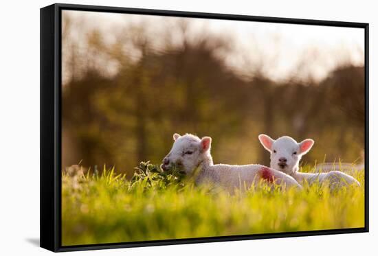 Domestic Sheep, two lambs, resting on pasture in morning sunshine, Northam-Andrew Wheatley-Framed Stretched Canvas