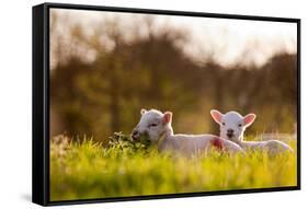 Domestic Sheep, two lambs, resting on pasture in morning sunshine, Northam-Andrew Wheatley-Framed Stretched Canvas