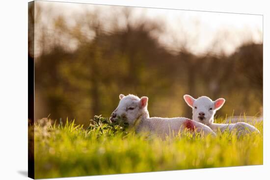 Domestic Sheep, two lambs, resting on pasture in morning sunshine, Northam-Andrew Wheatley-Stretched Canvas