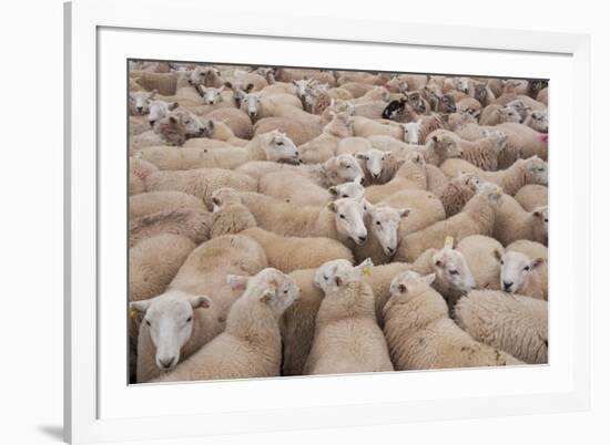 Domestic Sheep, Welsh Mountain cross, lambs standing in pen, Kingsland-John Eveson-Framed Photographic Print