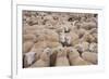 Domestic Sheep, Welsh Mountain cross, lambs standing in pen, Kingsland-John Eveson-Framed Photographic Print