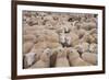 Domestic Sheep, Welsh Mountain cross, lambs standing in pen, Kingsland-John Eveson-Framed Photographic Print