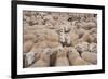 Domestic Sheep, Welsh Mountain cross, lambs standing in pen, Kingsland-John Eveson-Framed Photographic Print