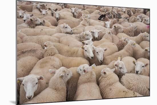 Domestic Sheep, Welsh Mountain cross, lambs standing in pen, Kingsland-John Eveson-Mounted Photographic Print