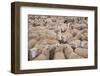 Domestic Sheep, Welsh Mountain cross, lambs standing in pen, Kingsland-John Eveson-Framed Photographic Print