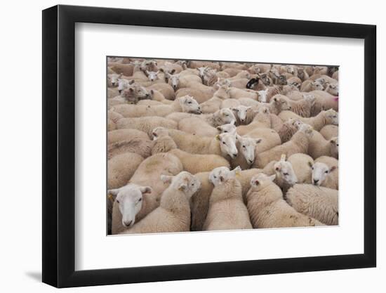 Domestic Sheep, Welsh Mountain cross, lambs standing in pen, Kingsland-John Eveson-Framed Photographic Print