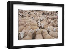 Domestic Sheep, Welsh Mountain cross, lambs standing in pen, Kingsland-John Eveson-Framed Photographic Print