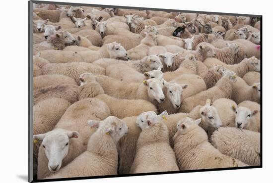 Domestic Sheep, Welsh Mountain cross, lambs standing in pen, Kingsland-John Eveson-Mounted Photographic Print