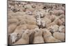 Domestic Sheep, Welsh Mountain cross, lambs standing in pen, Kingsland-John Eveson-Mounted Photographic Print