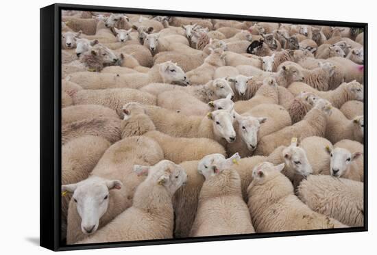 Domestic Sheep, Welsh Mountain cross, lambs standing in pen, Kingsland-John Eveson-Framed Stretched Canvas