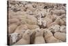 Domestic Sheep, Welsh Mountain cross, lambs standing in pen, Kingsland-John Eveson-Stretched Canvas