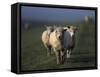 Domestic Sheep, Westerhever, Schleswig-Holstein, Germany-Thorsten Milse-Framed Stretched Canvas