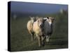 Domestic Sheep, Westerhever, Schleswig-Holstein, Germany-Thorsten Milse-Stretched Canvas